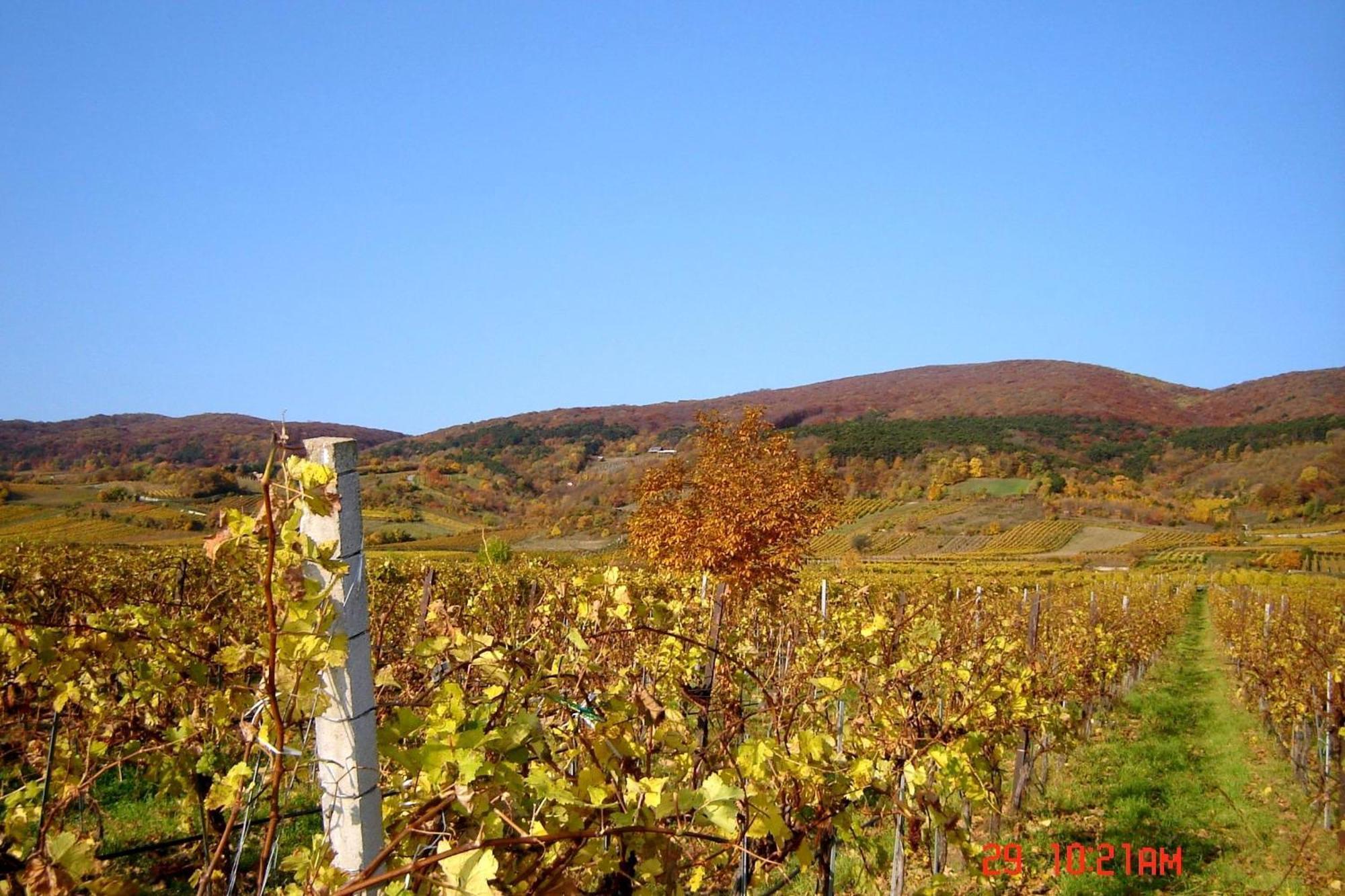 Winzerhotel Gumpoldskirchen Luaran gambar